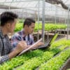Urban Gardening and Green Spaces